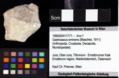Foto (Objket + Etiketten) von Pithonoton sp. 